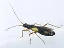 Mimoceps insignis - photo 3