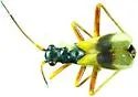 Mimoceps insignis - photo 4