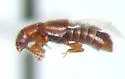 Mimogonus fumator - photo 2