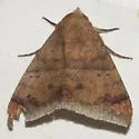 Mimophisma delunaris - Hodges#8723 - photo 3