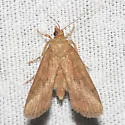 Mimophobetron pyropsalis - Hodges#5237 - photo 2