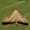 Mimorista subcostalis - Hodges#5139 - Mimorista subcostalis
