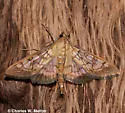 Mimorista subcostalis - Hodges#5139 - photo 2