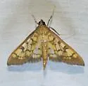 Mimorista subcostalis - Hodges#5139 - photo 3
