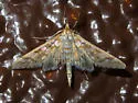 Mimorista subcostalis - Hodges#5139 - photo 4
