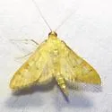 Mimorista trimaculalis - Hodges#5140