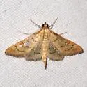 Mimorista trimaculalis - Hodges#5140 - photo 3