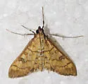 Mimorista trimaculalis - Hodges#5140 - photo 4