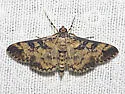 Mimorista tristigmalis - Hodges#5141