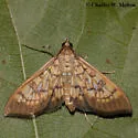 Mimorista tristigmalis - Hodges#5141 - photo 3