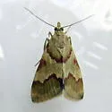 Rufous-banded Crambid - Hodges#4826 - photo 2