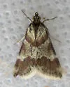 Rufous-banded Crambid - Hodges#4826 - photo 3