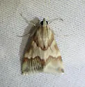 Rufous-banded Crambid - Hodges#4826 - photo 4