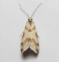 Rufous-banded Crambid - Hodges#4826 - photo 5