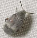 Mimosestes amicus - Mimosestes amicus
