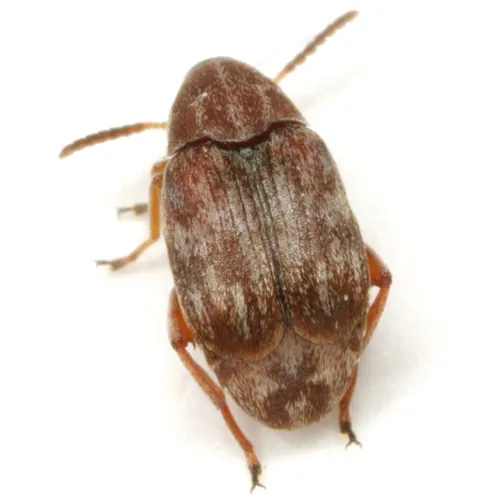 Rufus Clouded Bruchid