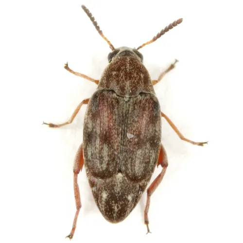 Rufus Clouded Bruchid - photo 2