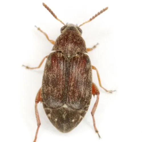 Rufus Clouded Bruchid - photo 3