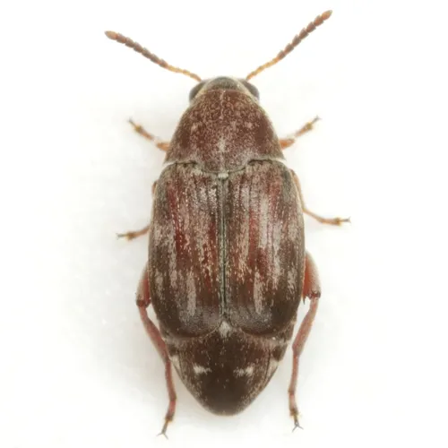 Rufus Clouded Bruchid - photo 4