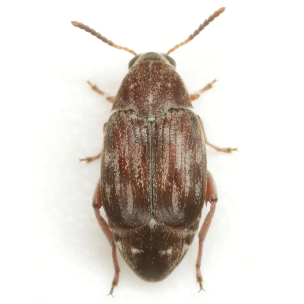 Rufus Clouded Bruchid - photo 5