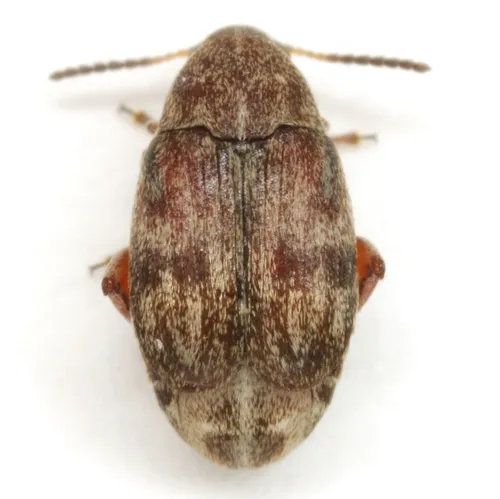 Rufus Clouded Bruchid - photo 6