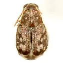 Mimosestes protractus