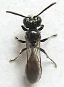 Mimumesa clypeata