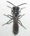 Mimumesa clypeata - photo 2