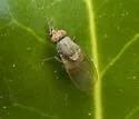 Minettia caesia