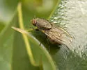 Minettia caesia - photo 2