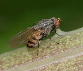 Minettia fasciata agg.