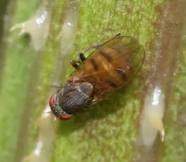 Minettia fasciata agg. - photo 2