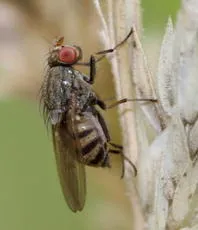 Minettia fasciata agg. - photo 3
