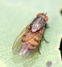 Minettia fasciata agg. - photo 4