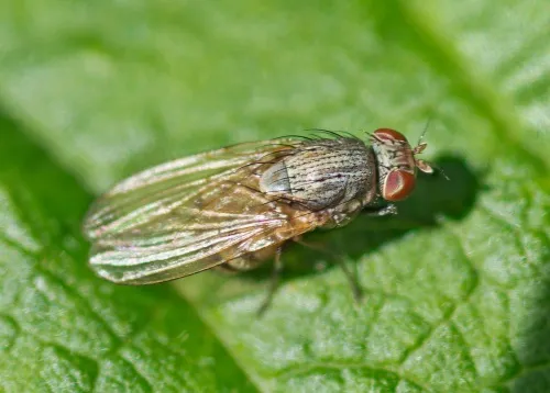 Minettia fasciata agg. - photo 5