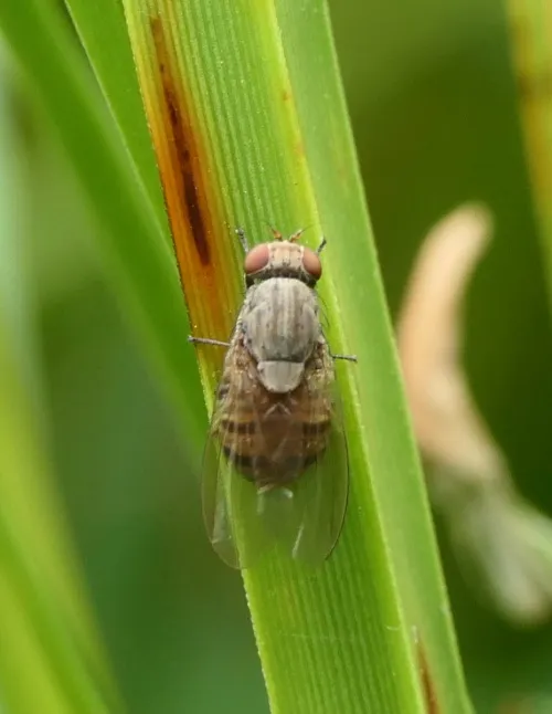 Minettia fasciata agg. - photo 6
