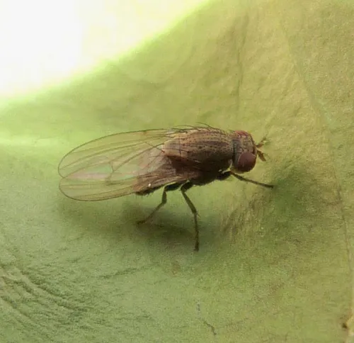 Minettia fasciata sensu stricto