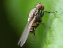 Minettia fasciata