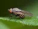 Minettia fasciata - photo 2
