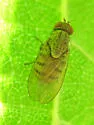 Minettia fasciata - photo 3