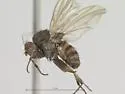 Minettia fasciata - photo 4