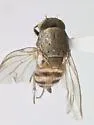 Minettia fasciata - photo 5
