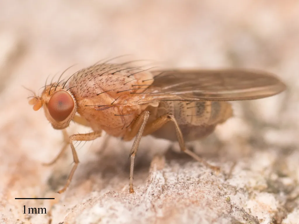 Minettia flaveola - photo 3