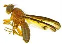 Minettia hubbardii