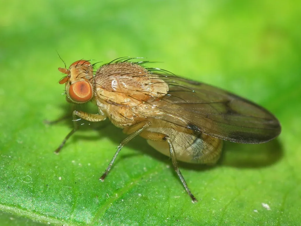 Minettia inusta - photo 3