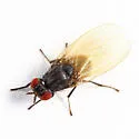 Minettia lobata