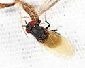 Minettia lobata - photo 2