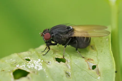 Minettia longipennis