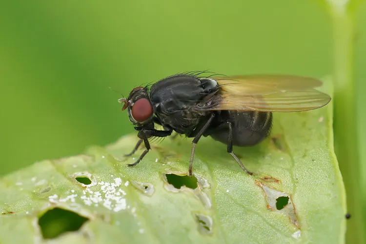 Minettia longipennis - photo 2