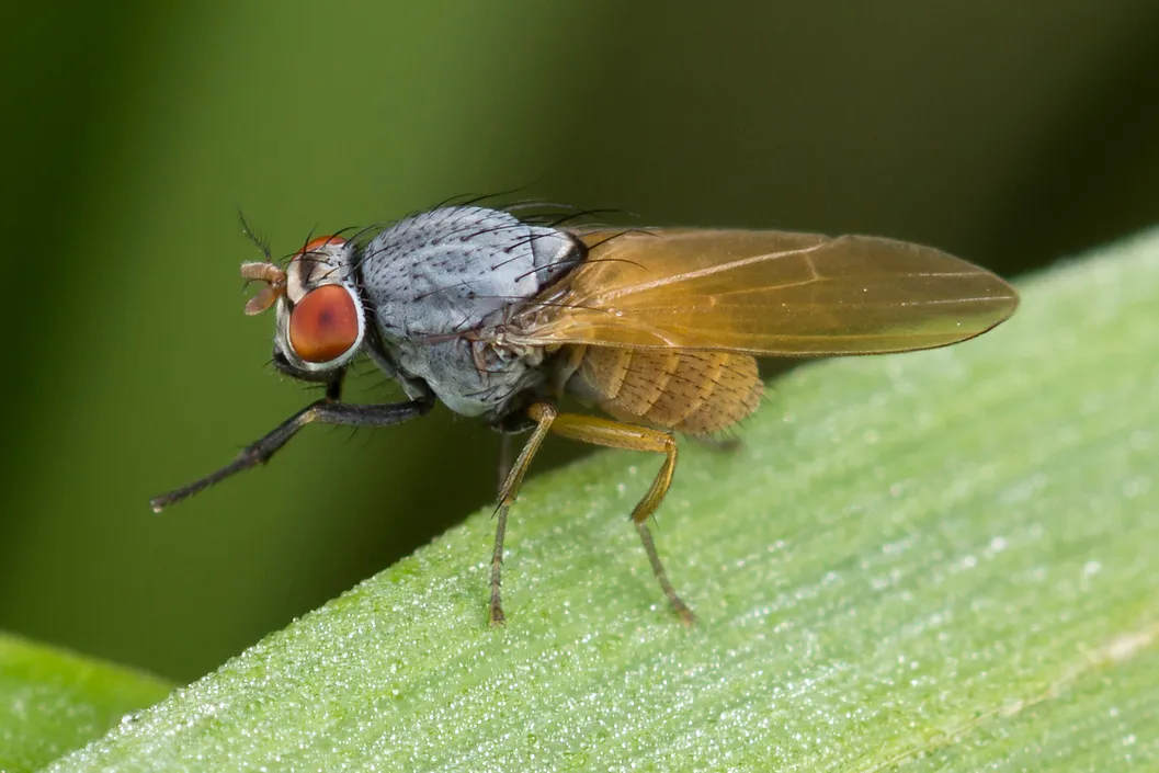 Minettia lupulina